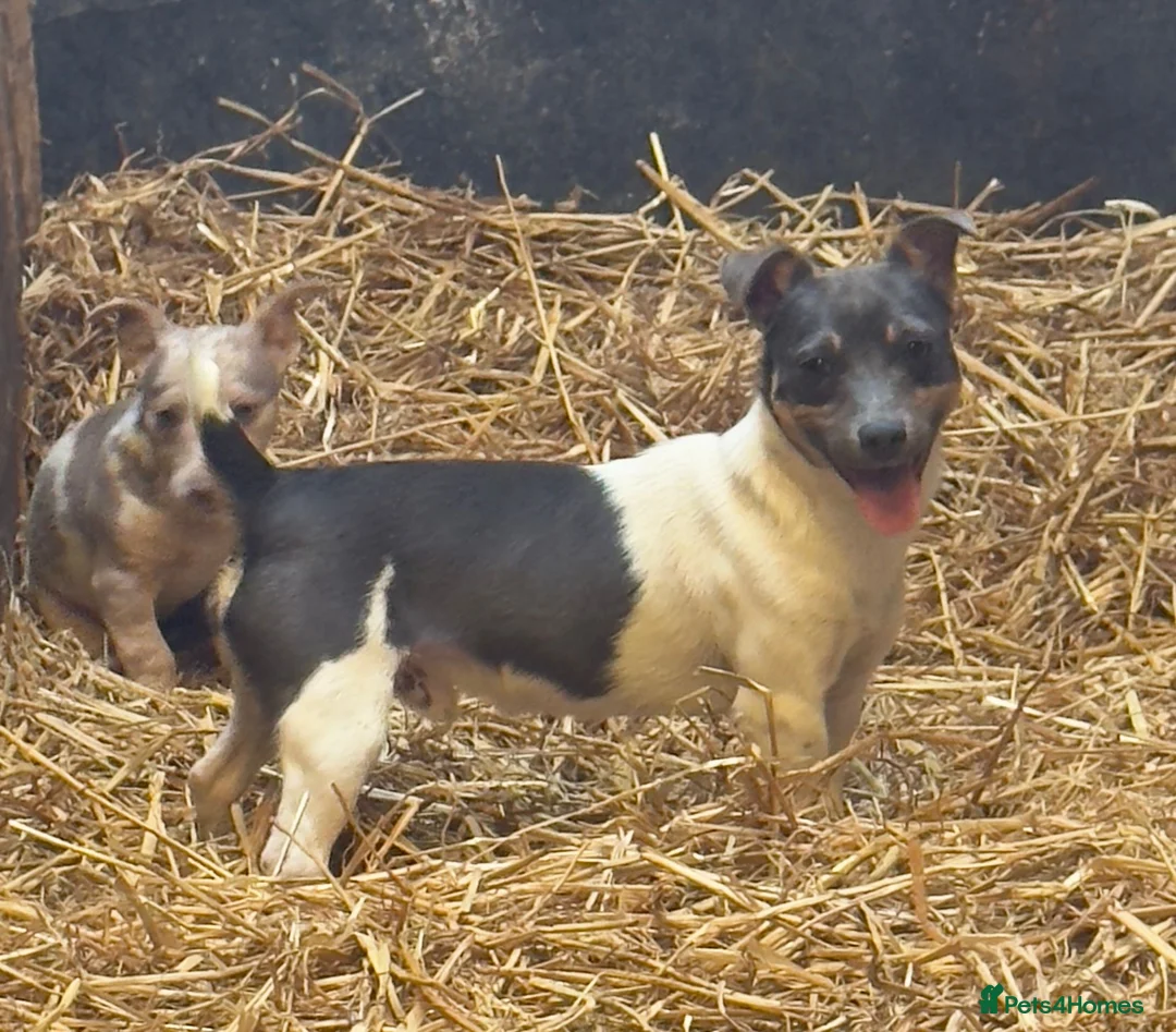 Jack Russell dogs for sale: Stunning Miniature Jack Russell Puppies  - Advert 10