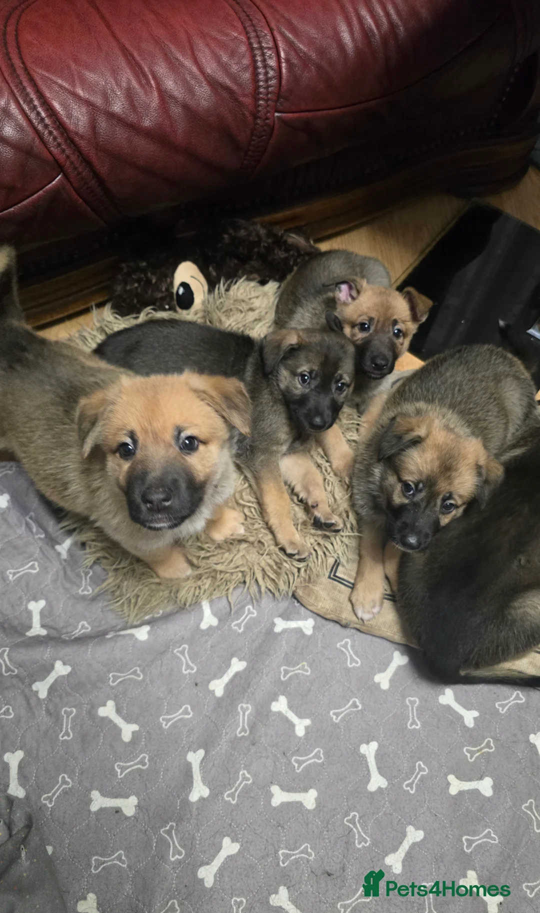 Mixed Breed dogs for sale: Cross between gsd/whippet/Huskey - Advert 1