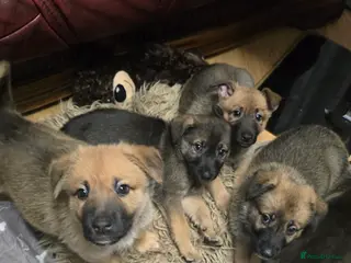 Mixed Breed dogs Cross between gsd/whippet/Huskey - Advert 1