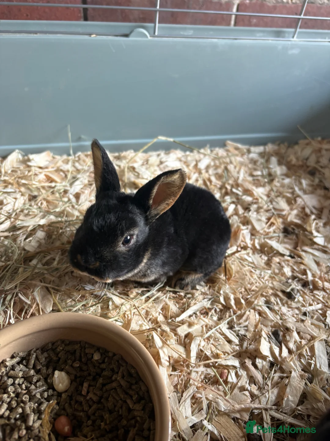 Rex rabbits for sale: Mini Rex babies(rtl 23rd may) - Advert 1