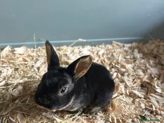 Rex rabbits Mini Rex babies(rtl 23rd may) - Advert 5