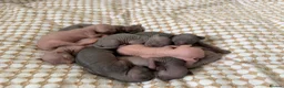 Sphynx cats for sale: New Sphynx Litter Available Now! - Advert 22