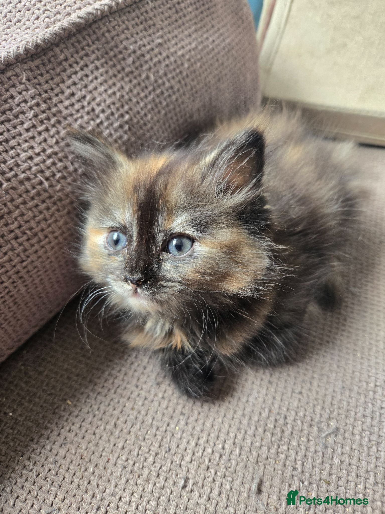 Mixed Breed cats Stunning tortie girls - Advert 2