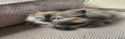 Mixed Breed cats for sale: Stunning tortie girls - Advert 2
