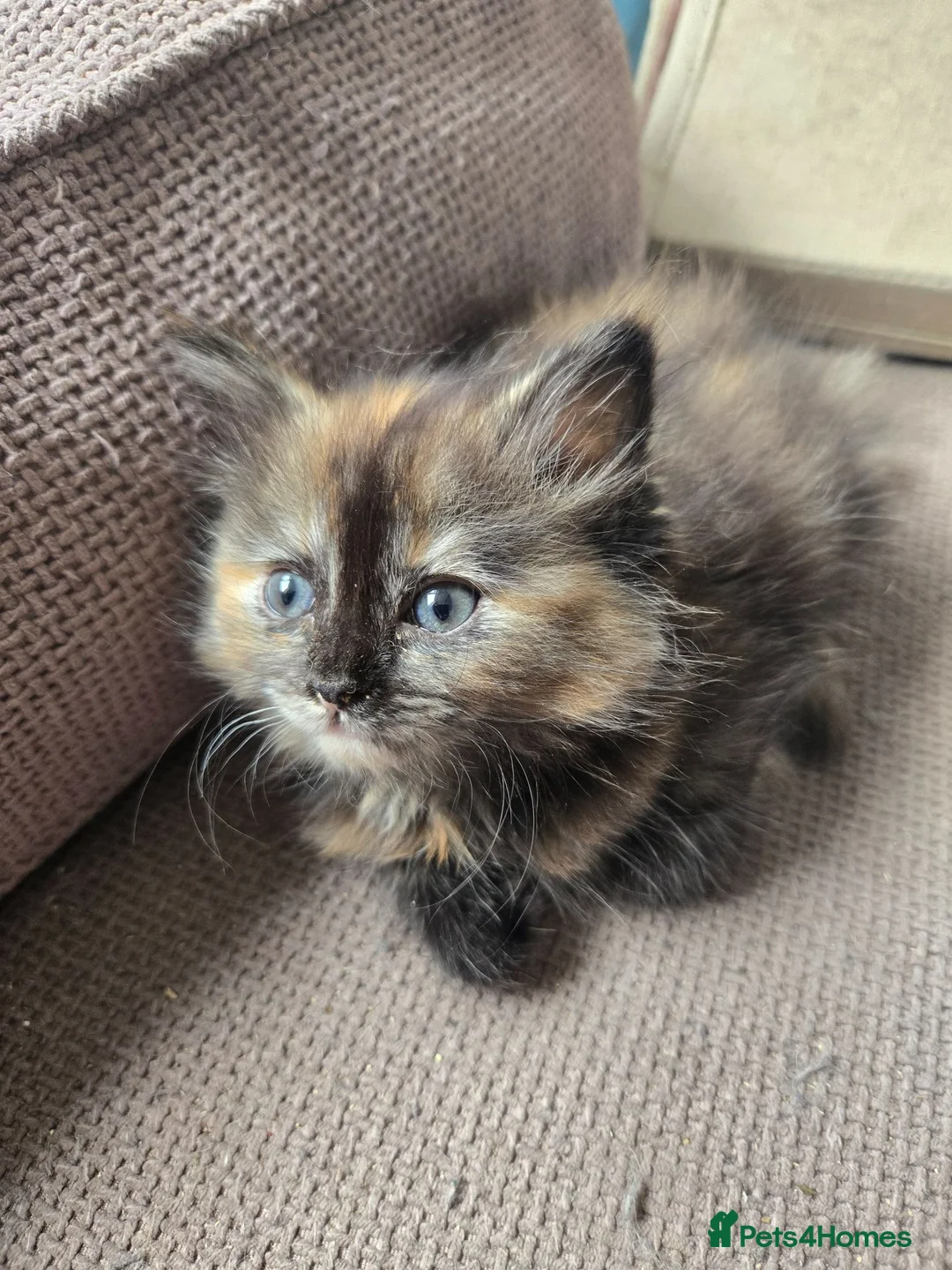 Mixed Breed cats for sale: Stunning tortie girls - Advert 2