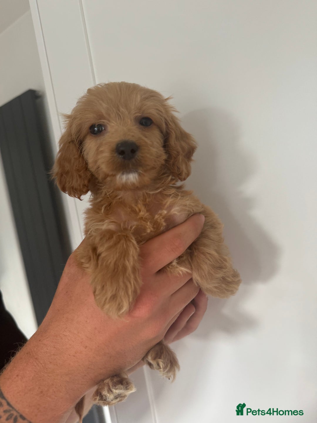 Cockapoo dogs for sale: cockapoo puppies  - Image 24