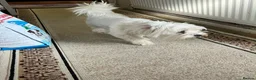 Maltese dogs for sale: Bichon Maltese mini toy pure breed  - Advert 2