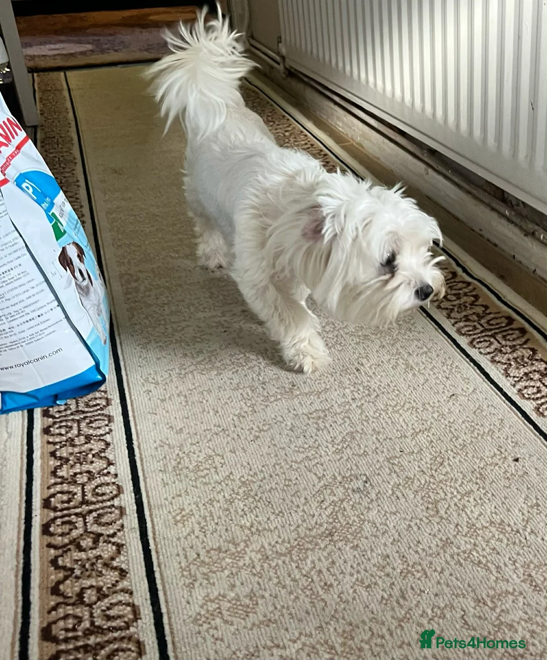 Maltese dogs for sale: Bichon Maltese mini toy pure breed  - Advert 2