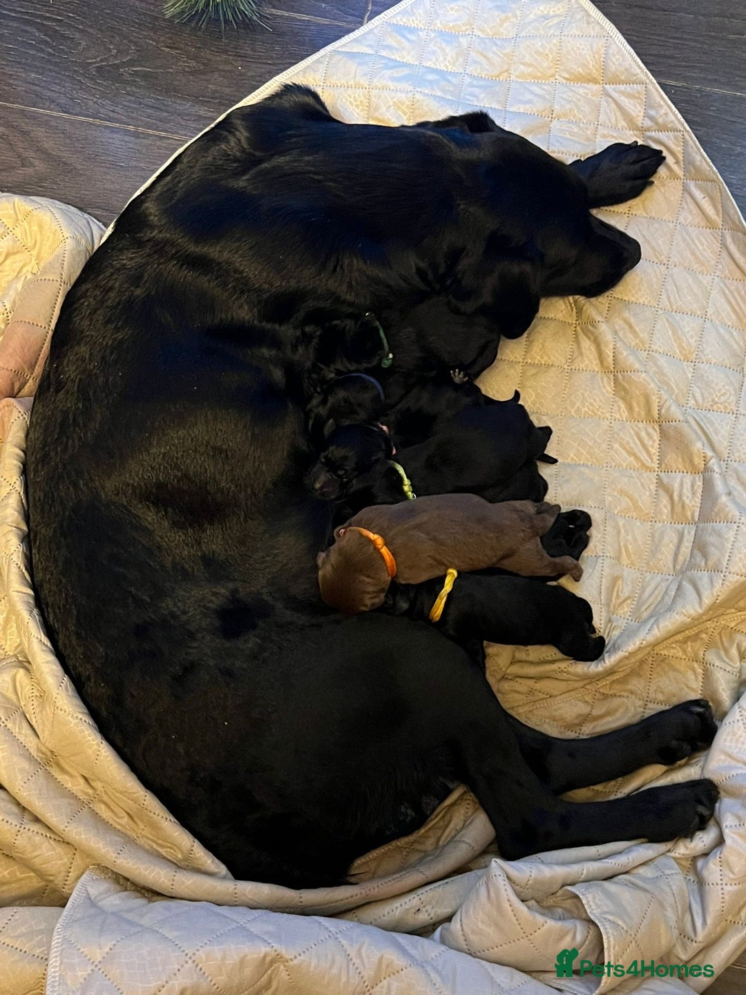 Mixed Breed dogs for sale: Labrador retriever cross - Advert 9