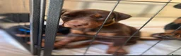 Dobermann dogs for sale: ❤️ Exceptional Family-Raised Doberman Puppies ❤️ - Advert 5