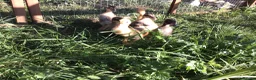 Ducks poultry for sale: Indian runner ducklings - Advert 3