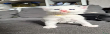 Turkish Angora Kitten 5