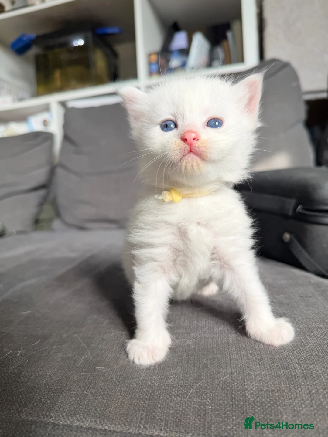 Turkish Angora cats for sale: Turkish Angora Kittens - Advert 1