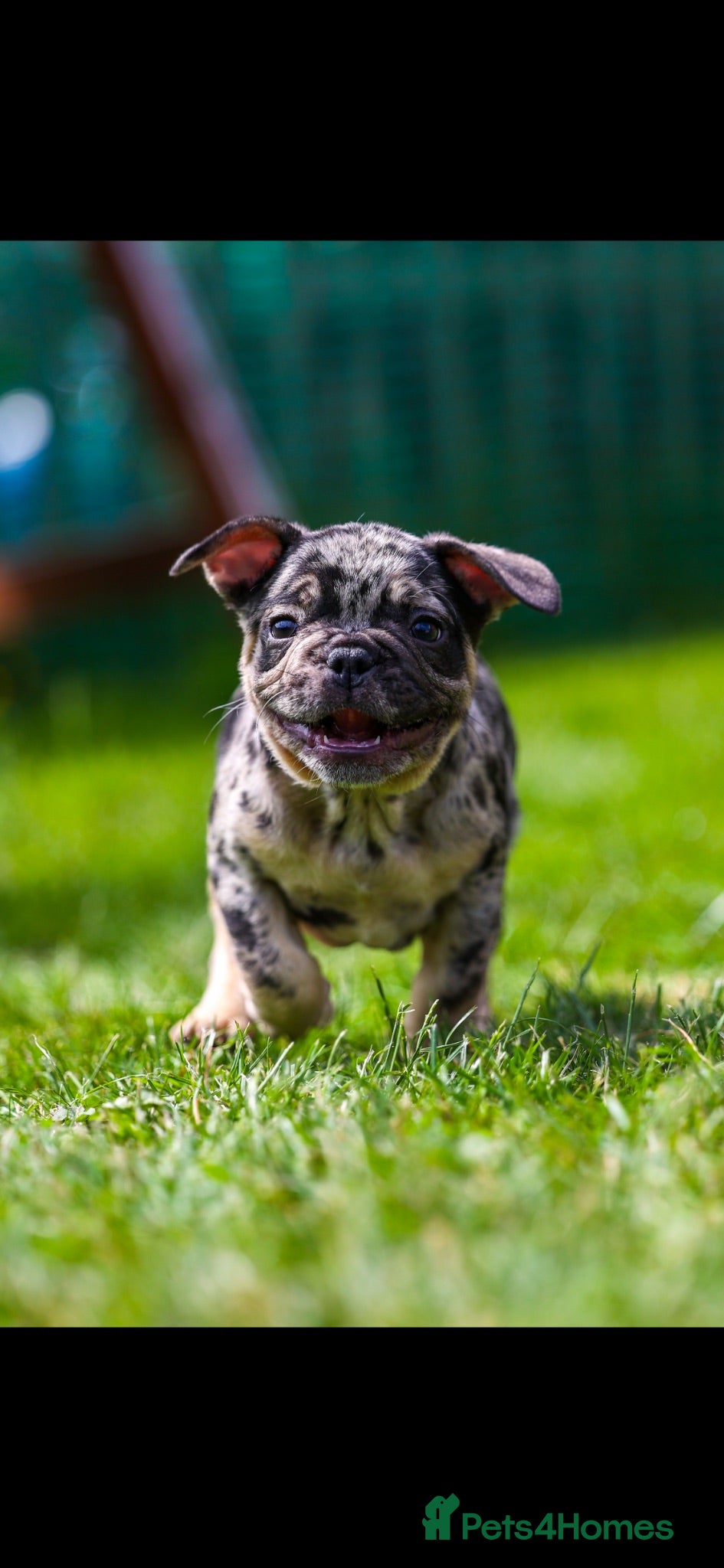 French Bulldog dogs French bulldogs boys and girls  - Advert 13