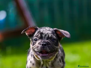 French Bulldog dogs French bulldogs boys and girls - Advert 3