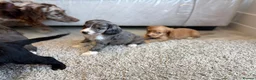 Cocker Spaniel dogs for sale: Cocker spaniel pups - Advert 17