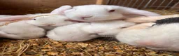 Mini Lop rabbits for sale: 3 white beauty’s for sale NEED TO GO  - Advert 16