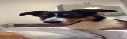 Border Collie dogs for sale: Louie is looking for his forever home  - Advert 9