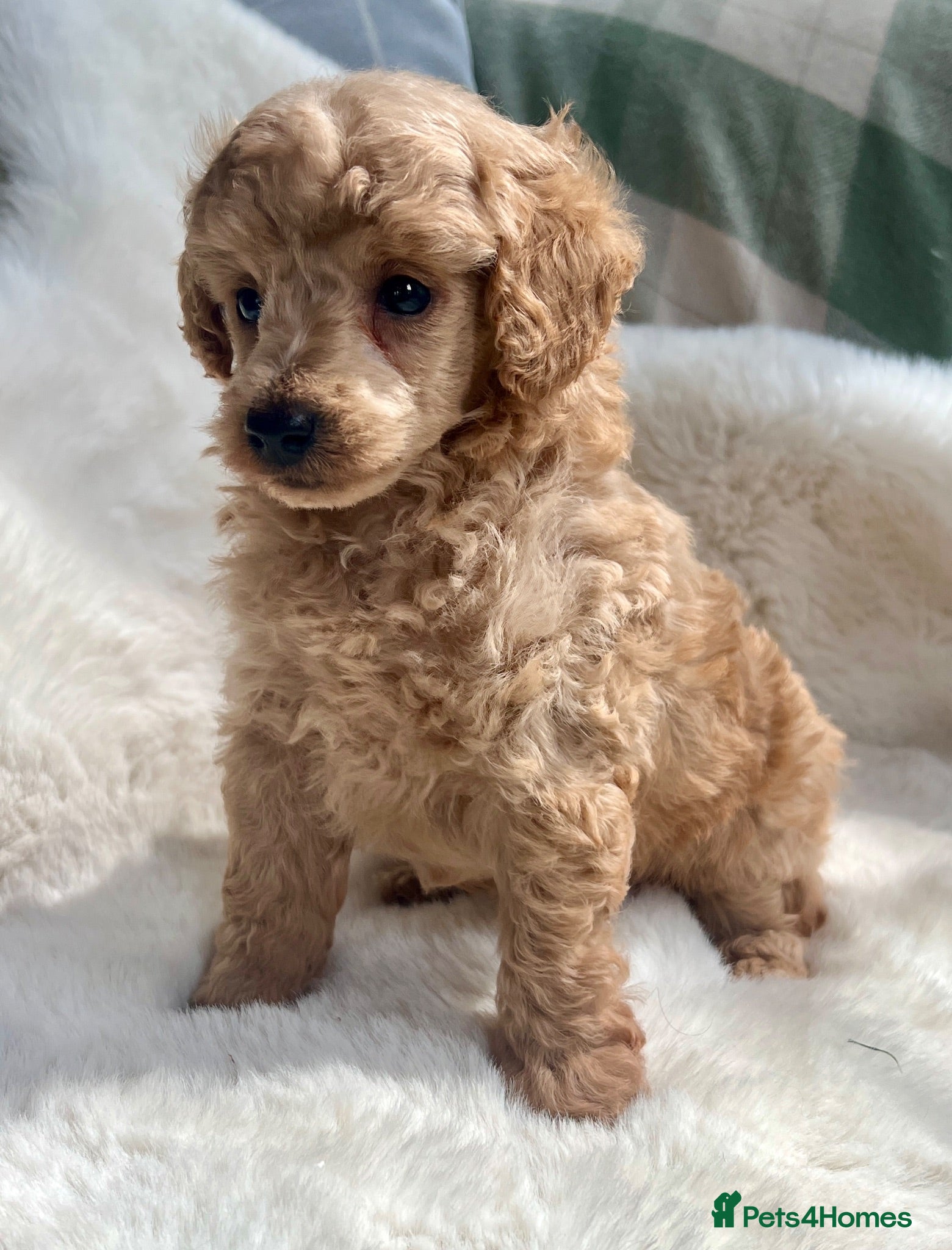 Toy Poodle dogs KC reg toy Poodles - Advert 1