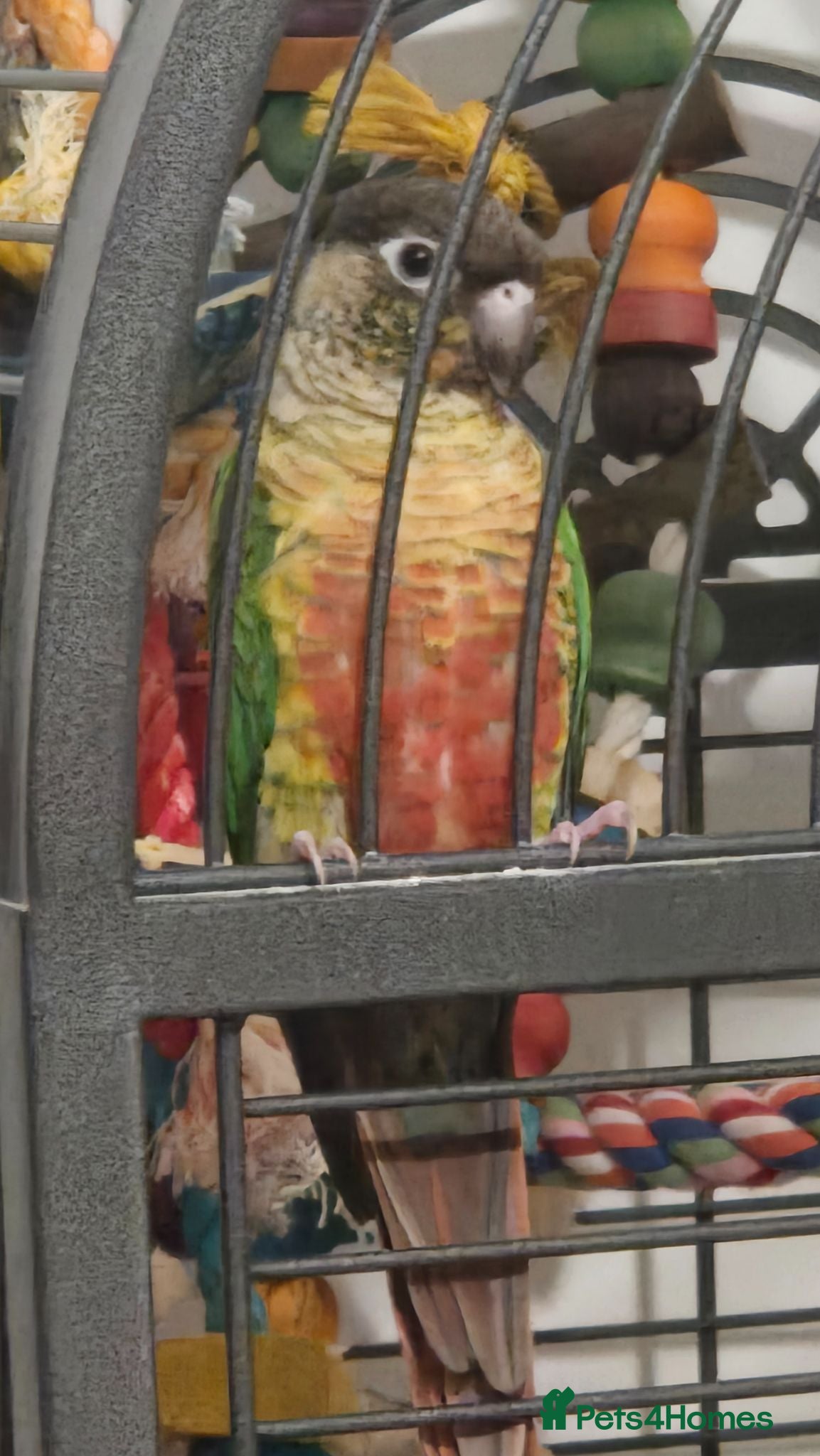 Conures birds Ozzy the Green Cheek Conure - Advert 2