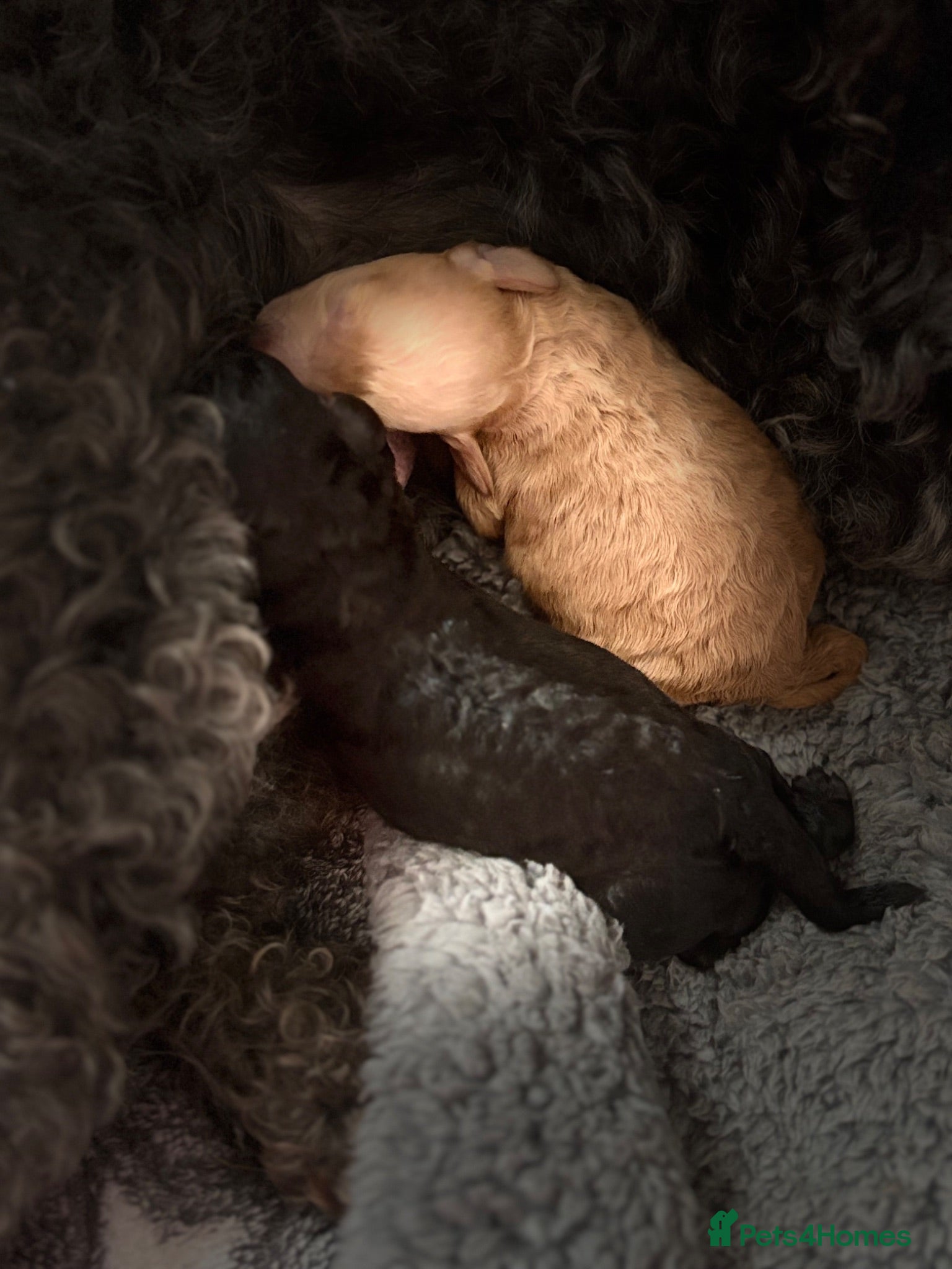 Cockapoo dogs Beautiful F1B cockapoo puppies - Advert 6