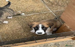 Mixed Breed dogs for adoption: Forest Gumps Litter - Image 10