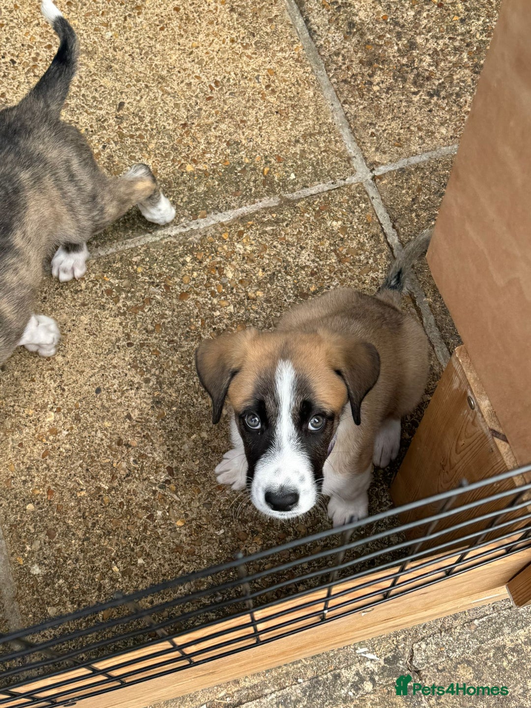 Mixed Breed dogs for adoption: Forest Gumps Litter - Image 10