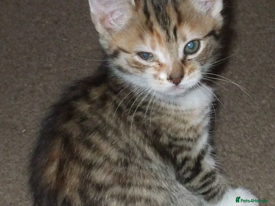 Mixed Breed cats for sale: Kittens in Leeds - Advert 4