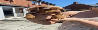 Miniature Dachshund 5
