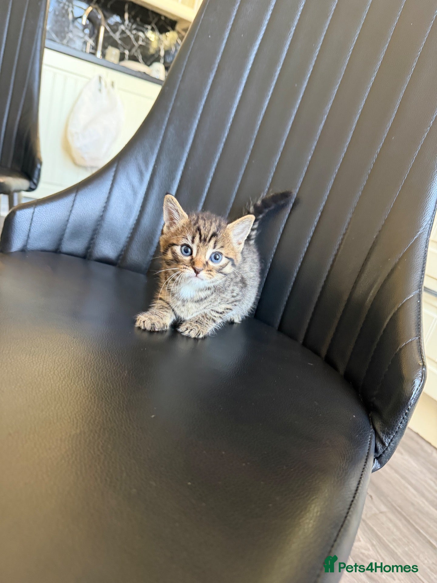 Mixed Breed cats Kittens for sale bradford - Advert 18