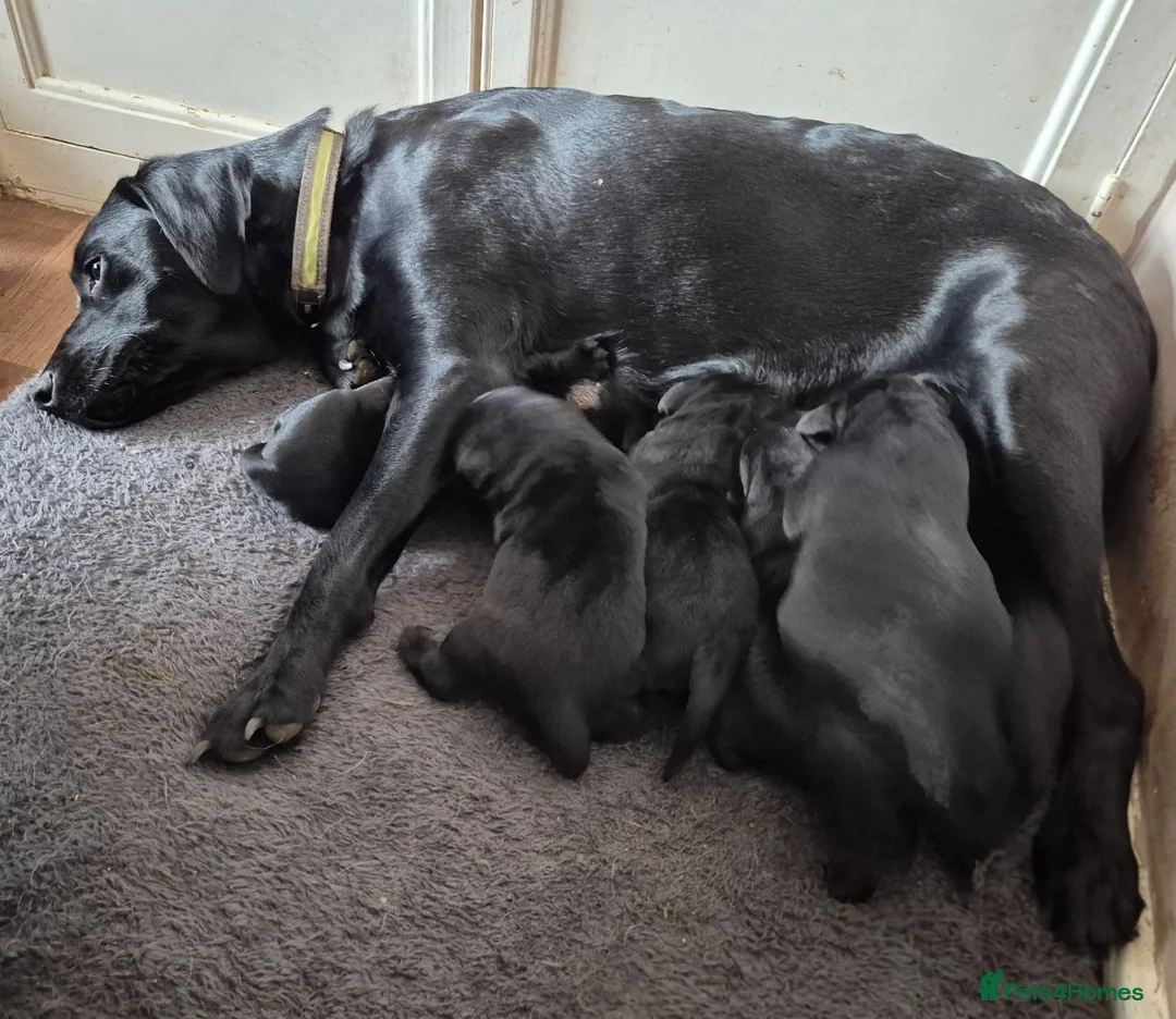 Labrador Retriever dogs for sale: Beautiful Black Labrador Puppies - Advert 22