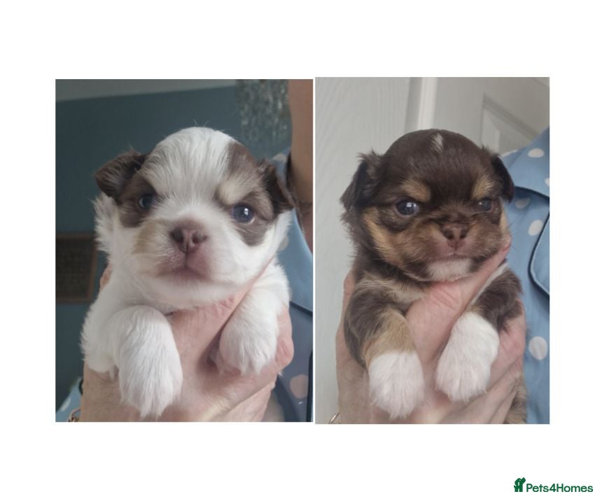 Chihuahua dogs  Long Coat KC CHI pups 1 BOY & 1 GIRL - Advert 3