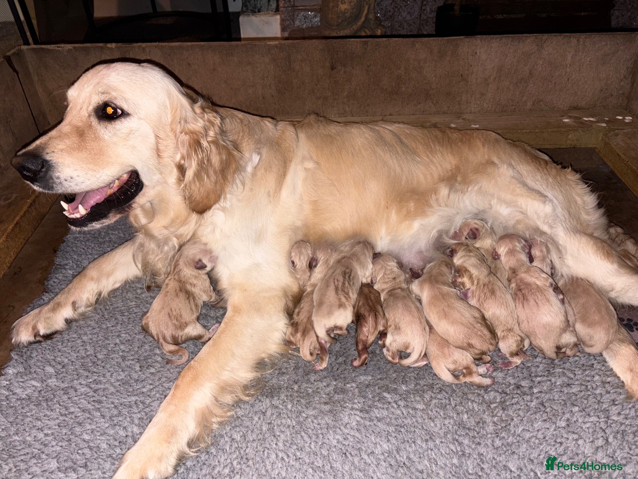 Golden Retriever dogs Golden Retriever Puppies  - Advert 4