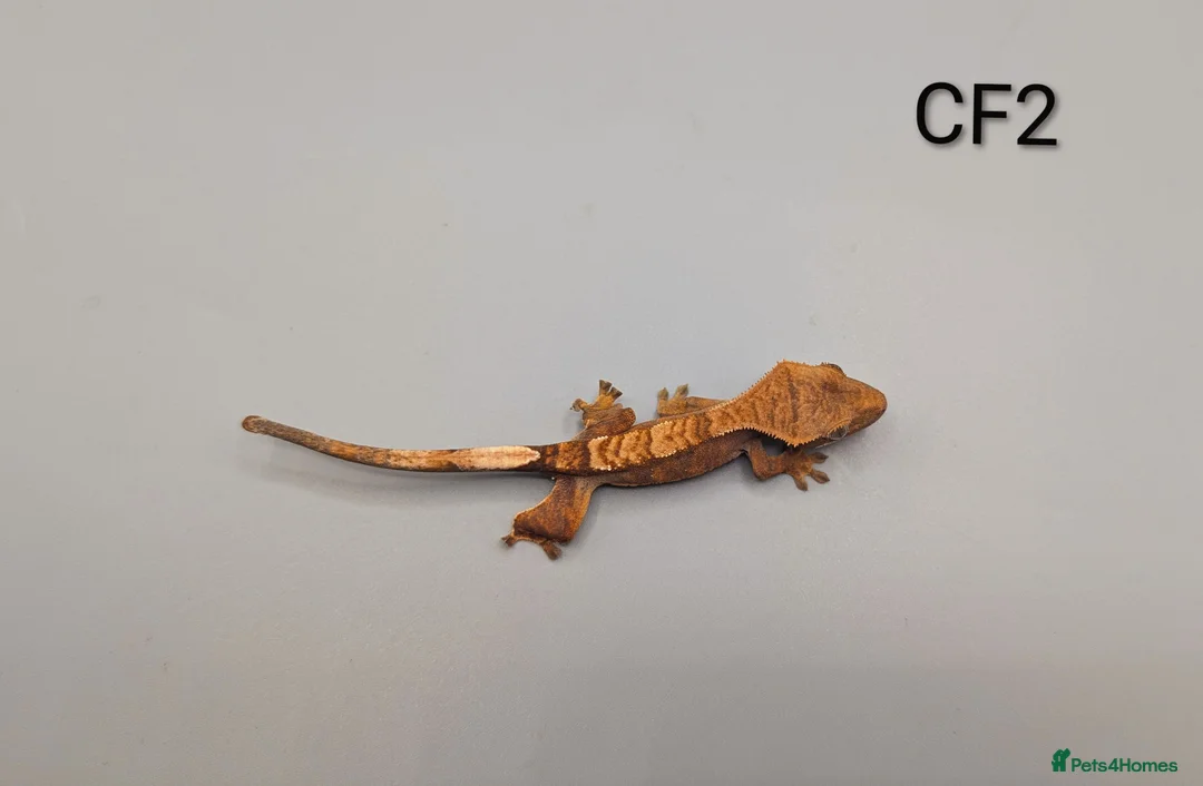 Gecko reptiles for sale: Red Flame Crested Gecko CB25  - Advert 4