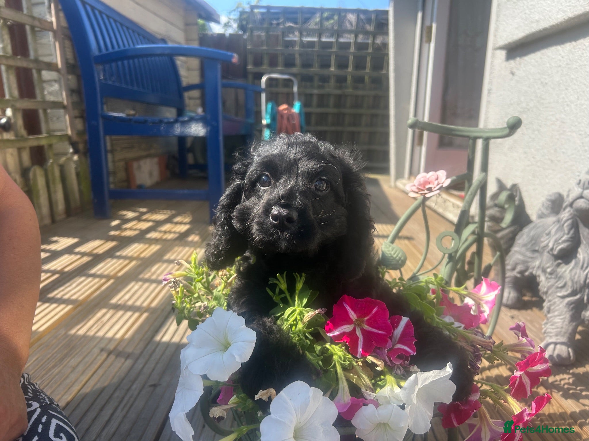Cavapoo dogs !!!LAST ONE!!! F1 Cavapoo Pups for Sale - Advert 1