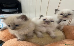 Ragdoll cats for sale: Preciously raised Ragdolls kitties with blue eyes - Image 1