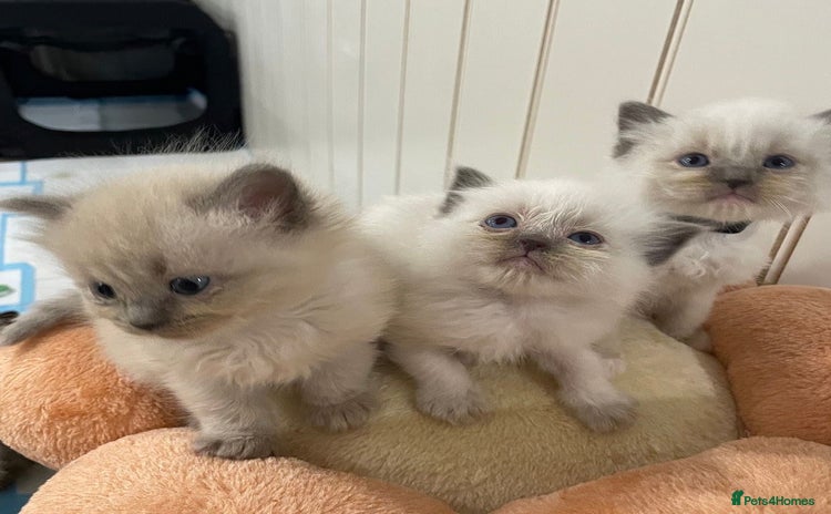 Ragdoll cats - Advert 3