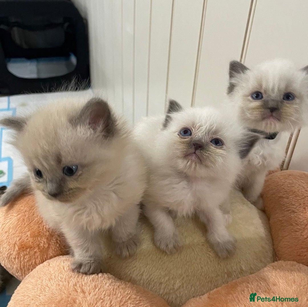 Ragdoll cats for sale: Preciously raised Ragdolls kitties with blue eyes - Image 1