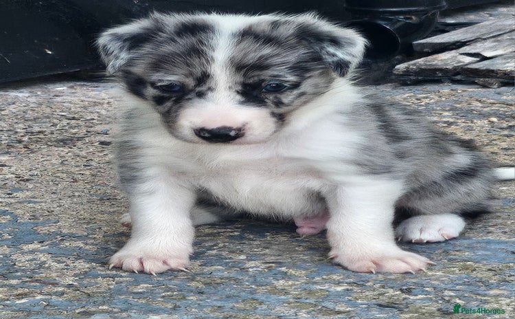 Border Collie dogs - Advert 2