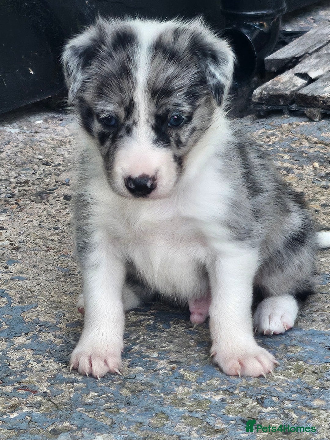 Border Collie dogs for sale: Unique blue eyed blue merle border collie puppies - Image 2