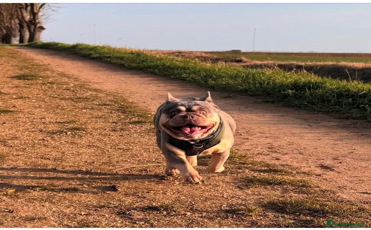 French Bulldog dogs - Advert 2