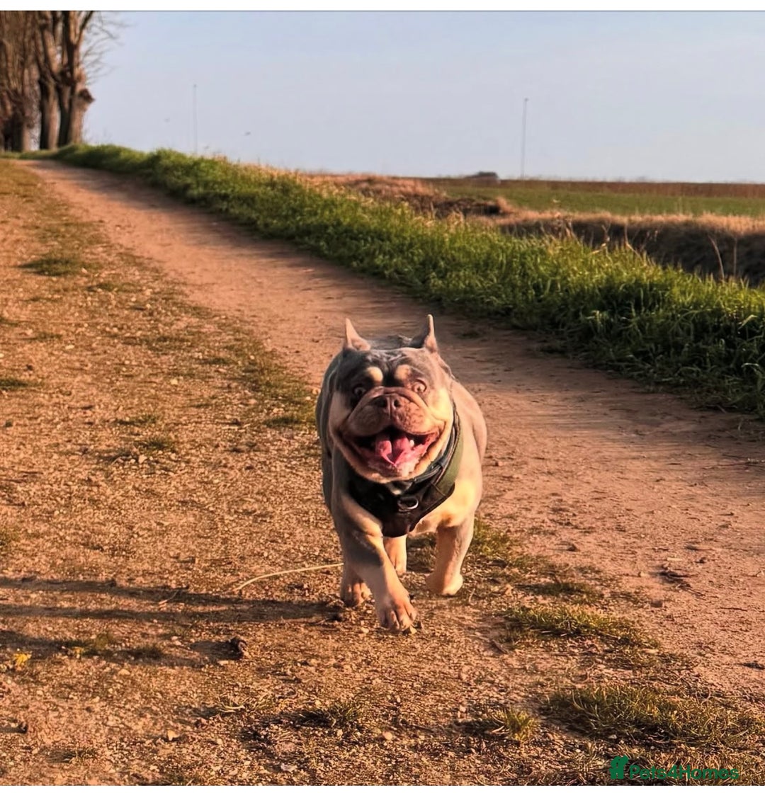 French Bulldog dogs for sale: Frenchie Girl Lilac & Tan KC - Image 1
