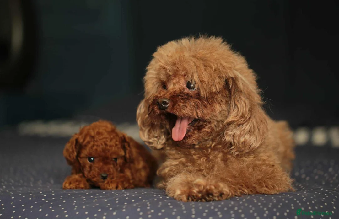 Toy Poodle dogs for sale: Adorable Asian toy poodle boy for sale  - Advert 9