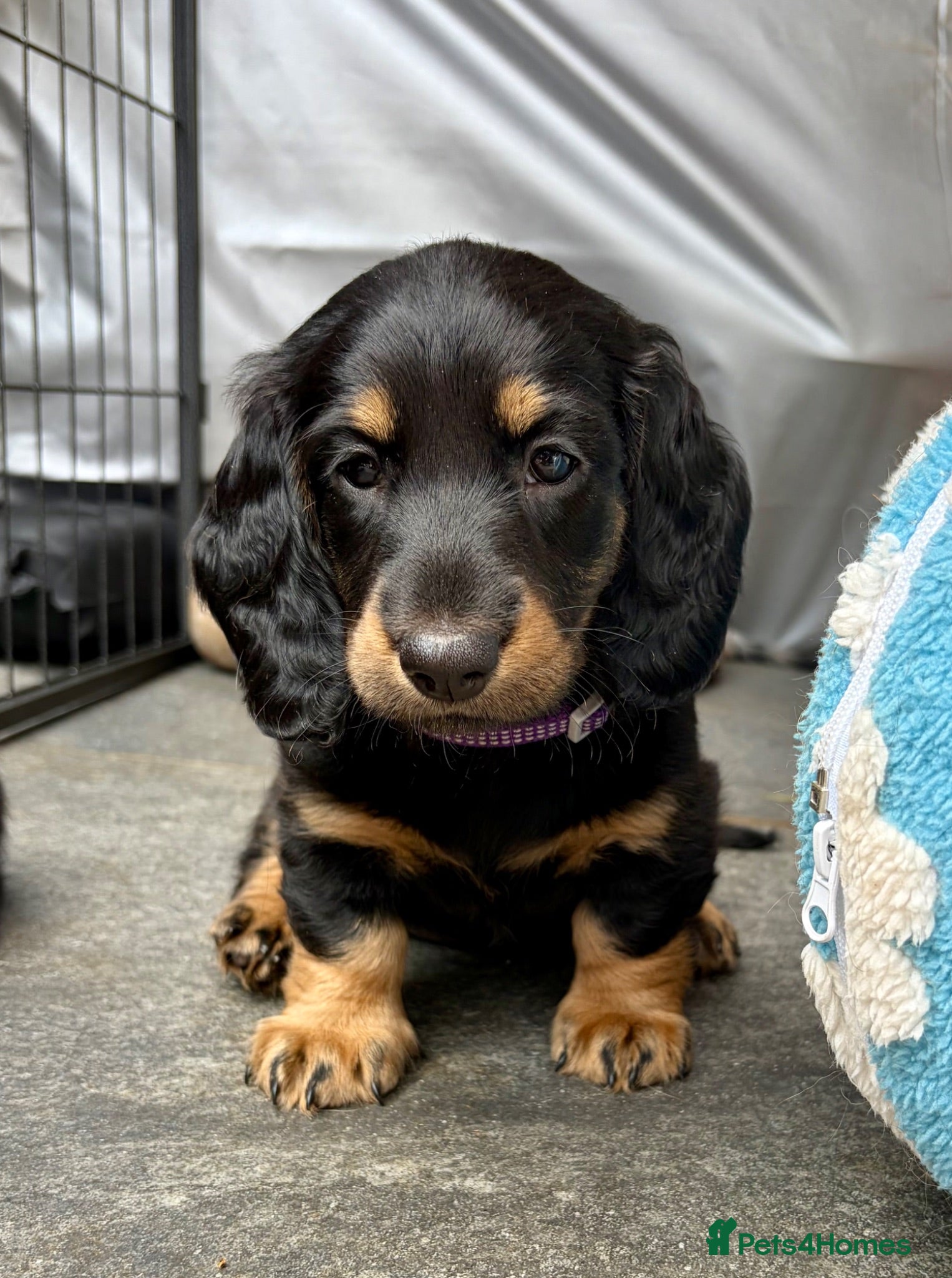 Dachshund dogs kC Reg, Standard Long Haired Dachshunds  - Advert 2