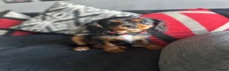 Cavalier King Charles Spaniel dogs for sale: Beautiful cavalier King Charles spaniel  - Advert 5