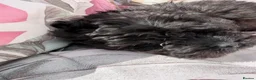 Shihpoo dogs for sale: 3 ShihPoo Boys  - Advert 4