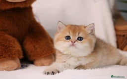 British Shorthair cats for sale: ❤️ British shorthair kittens  - Advert 1
