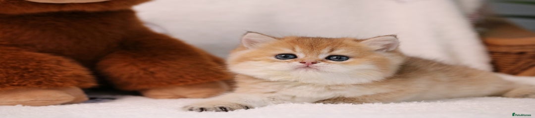 British Shorthair Kitten 1