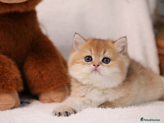 British Shorthair cats ❤️ British shorthair kittens - Advert 1