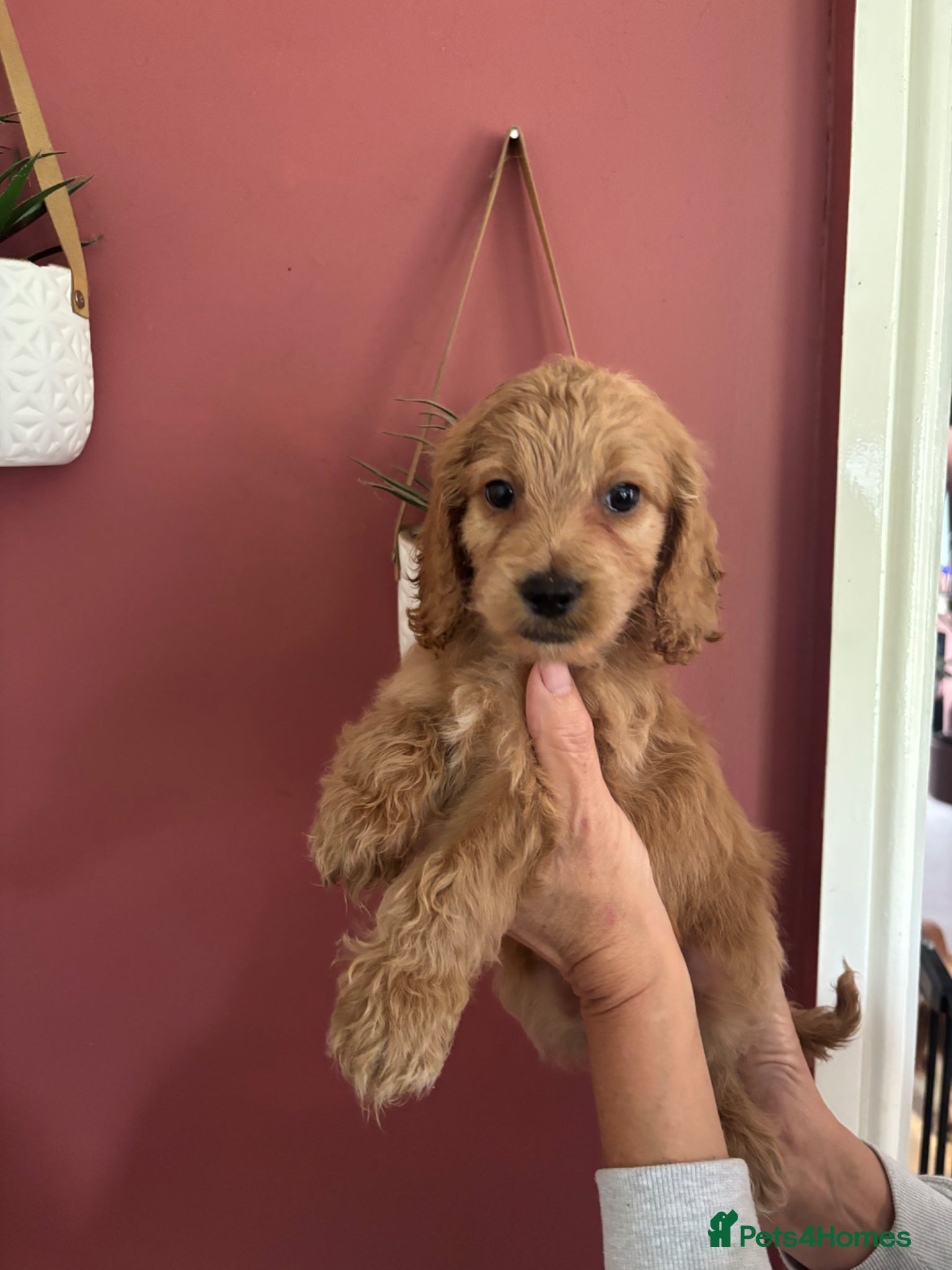 Cockapoo dogs Only 2 left available 🐶 F1 cockapoos  - Advert 3